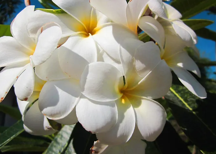 Frangipani